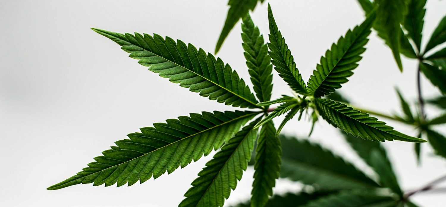 Marijuana Delivery in Your City in the Europe