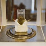 Weed shop in Bydgoszcz image_188.jpg