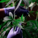 Weed store in Plovdiv image_210.jpg