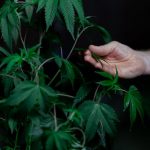 Buy the weed in Rome image_220.jpg