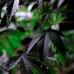 Weed shop in Romania image_316.jpg