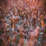 420 shop in Florence image_838.jpg