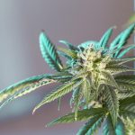 Buy hashish in Bucharest images11.jpg