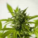 Cannabis store in Vilnius images59.jpg
