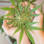 Buy THC vapes in Cambridge images9.jpg