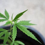 images95.jpg