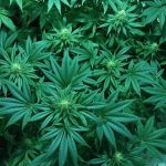 images98.jpg